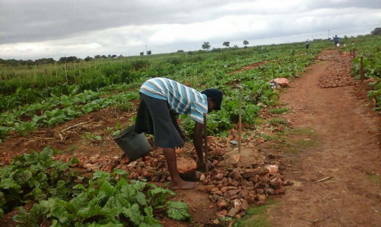 Zimbabwes Smallholder Farmers