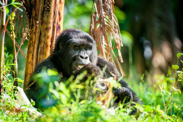 Kampala Finds Poachers Who Killed Endangered Gorilla - Africa.com