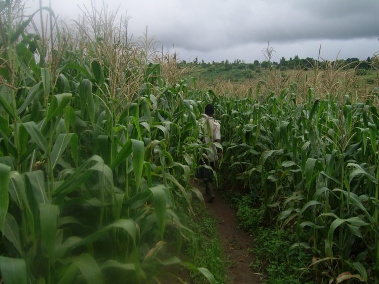 Malawi’s Agriculture