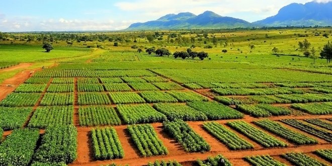 Conservation Agriculture In Southern Africa