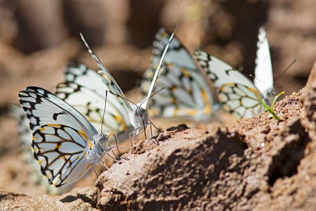 Johannesburg Butterflies