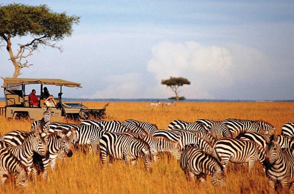 The Top 8 Wildlife Safari Parks In Africa