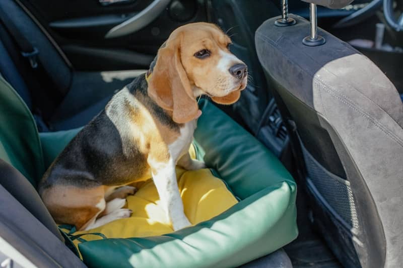 Ready For Vacation? Here’s How To Get Your Pets Ready Too