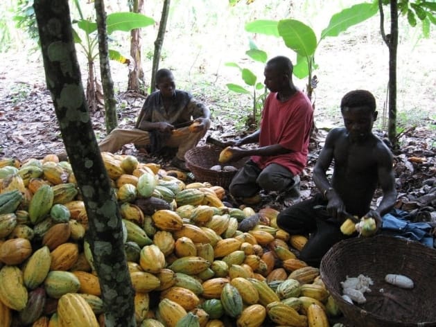Ivorian Cocoa Farmers