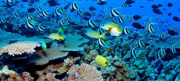 Future of Coral Reefs in the Time of Climate Change - Africa.com