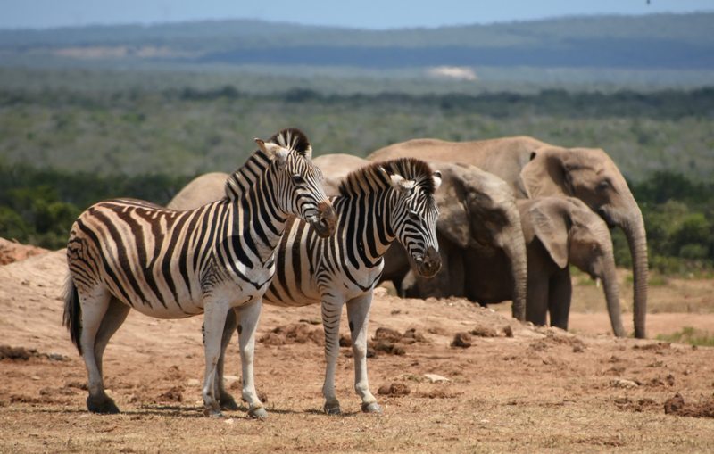 Kruger Park Climbs In Popularity As A Leisure Destination For South African Travellers