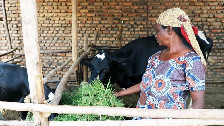 Burundi: Receiving a Cow Can Transform Someone’s Life